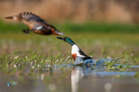 Canard souchet