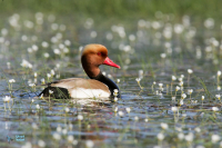 Nette rousse