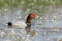 Fuligule milouin