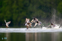 Canard colvert