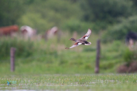 Canard chipeau