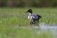 Canard souchet. Plumage d'éclipse