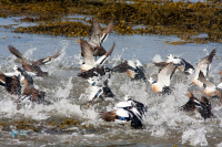 Eider de Steller