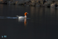Canard siffleur