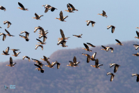 Dendrocygne à ventre roux