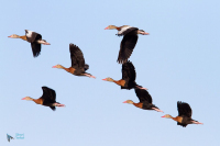 Dendrocygne à ventre roux