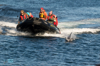 Escorte de dauphins de Peal