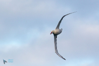 Albatros hurleur