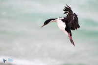Cormoran à ventre blanc