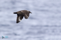 Labbe Antarctique