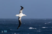 Albatros hurleur