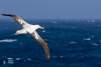 Albatros hurleur