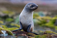 Otarie à fourrure antarctique