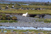 Otarie à fourrure Antarctique Leucique