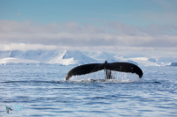 Baleine à bosse