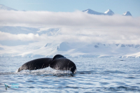 Baleine à bosse