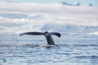 Baleine à bosse