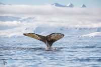 Baleine à bosse