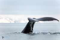 Baleine à bosse