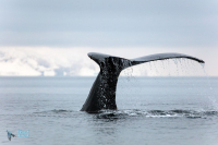 Baleine à bosse