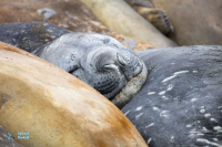 Eléphant de mer