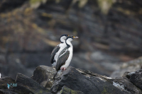 Cormoran de Géorgie du sud