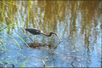 Aigrette tricolore
