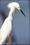 Aigrette neigeuse.