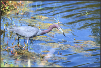 Aigrette roussâtre