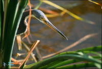 Aigrette tricolore