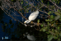 Aigrette neigeuse.