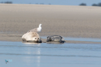 Phoque veau marin