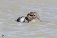 Phoque veau marin