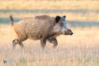 Sanglier