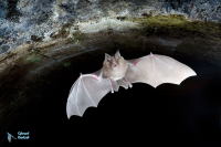 Grand rhinolophe