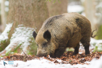 Sanglier