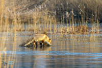 Renard roux