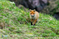 Renard roux