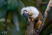 Tamarin bicolore