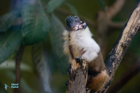 Tamarin bicolore