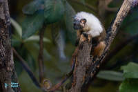Tamarin bicolore