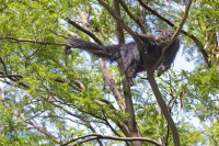 Binturong
