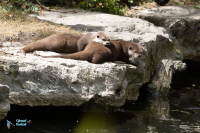 Loutre cendré