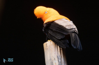 Coq de roche péruvien