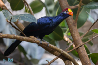 Touraco violet