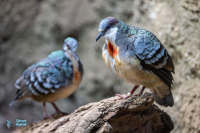 Gallicolombe poignardée