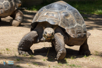 Tortue géante d'Aldabra