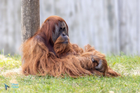 Orang outan de Sumatra