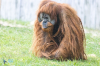 Orang outan de Sumatra