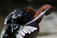 Ibis falcinelle